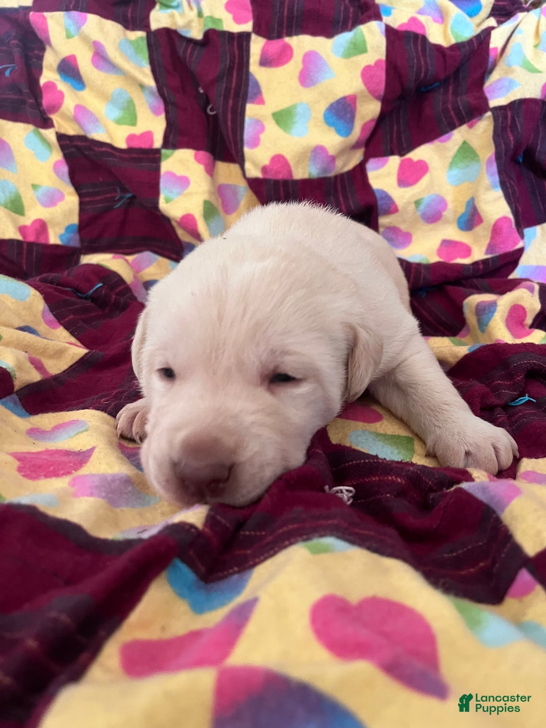 Labrador Retriever dogs for sale:  Puppy 3 - Ad 1