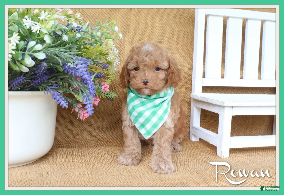 Cavapoo dogs Rowan - Ad 1