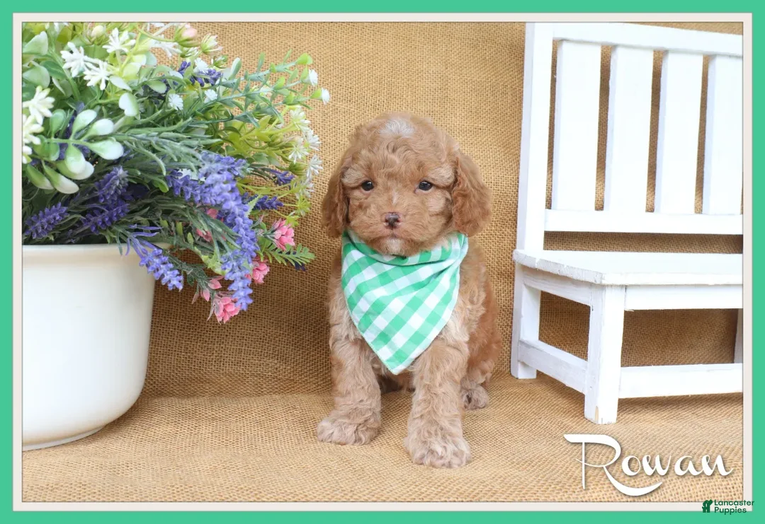 Cavapoo dogs for sale: Rowan - Ad 1
