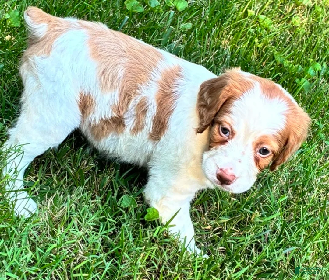 Brittany Spaniel dogs for sale: Hawkeye Holly Girl 3 - Ad 1