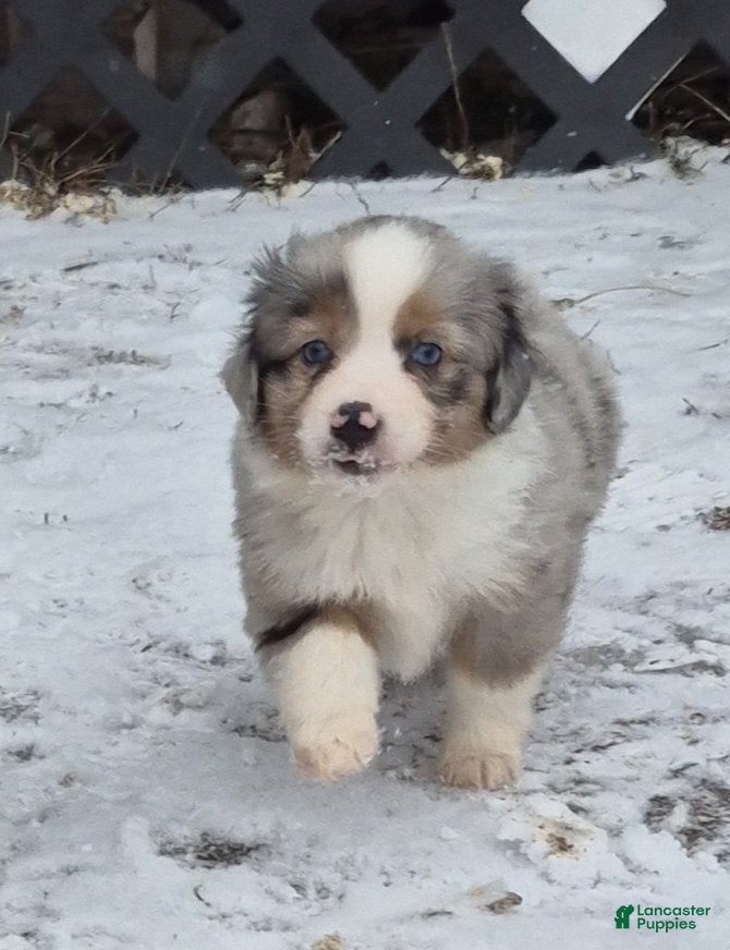 Toy Australian Shepherd dogs Toy Australian Shepherd Puppy 3 - Ad 7