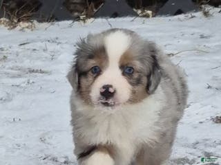 Toy Australian Shepherd dogs Toy Australian Shepherd Puppy 3 - Ad 5