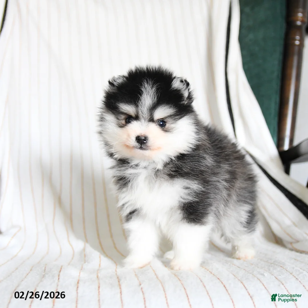 Pomsky dogs for sale: Puffin - Ad 3