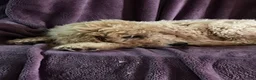 Goldendoodle dogs for sale: Sky- male - Ad 3