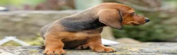 Miniature Dachshund dogs for sale: Snoopy💙 - Ad 4
