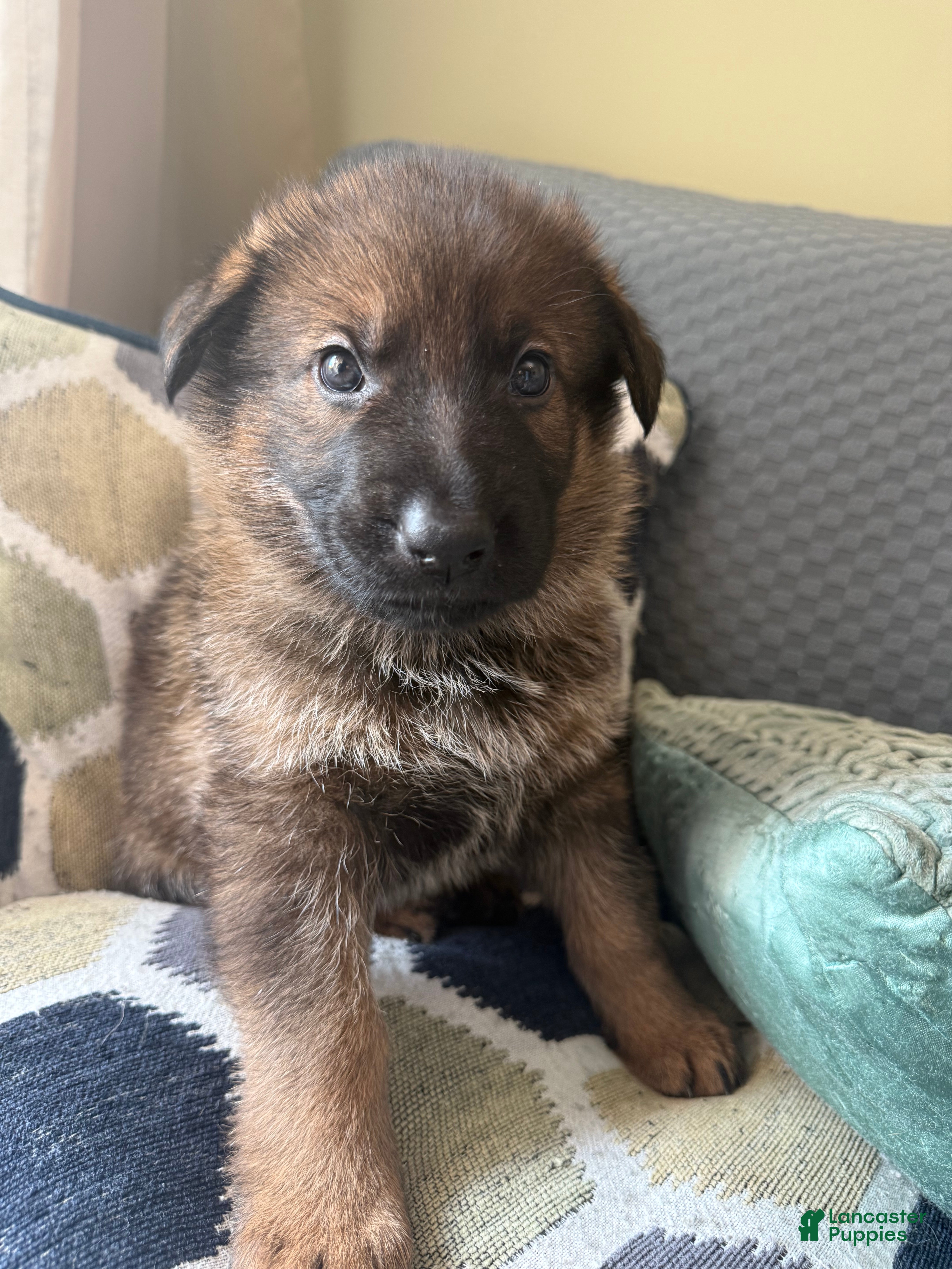 German Shepherd dogs German Shepherd Puppy 1-Light blue  - Ad 16