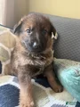 German Shepherd Puppy 1-Light blue