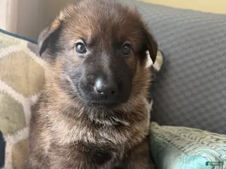 German Shepherd dogs German Shepherd Puppy 1-Light blue - Ad 16