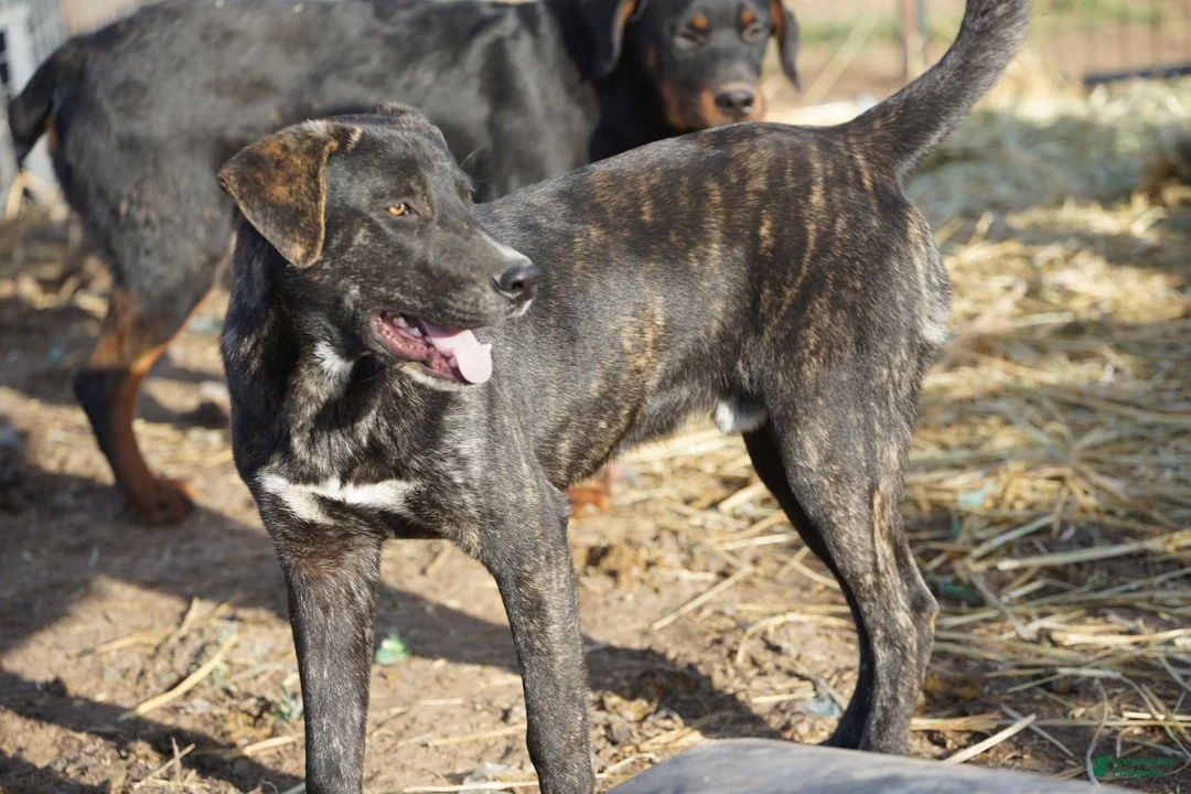 Mixed Breed dogs for sale: Bear Tiscar Farm Dog - Ad 21