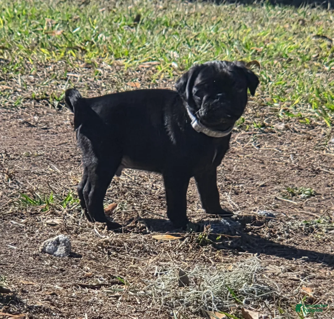 Pug dogs for sale: Frankie  - Ad 4