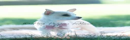 Chihuahua dogs for sale: Pearl - Ad 5