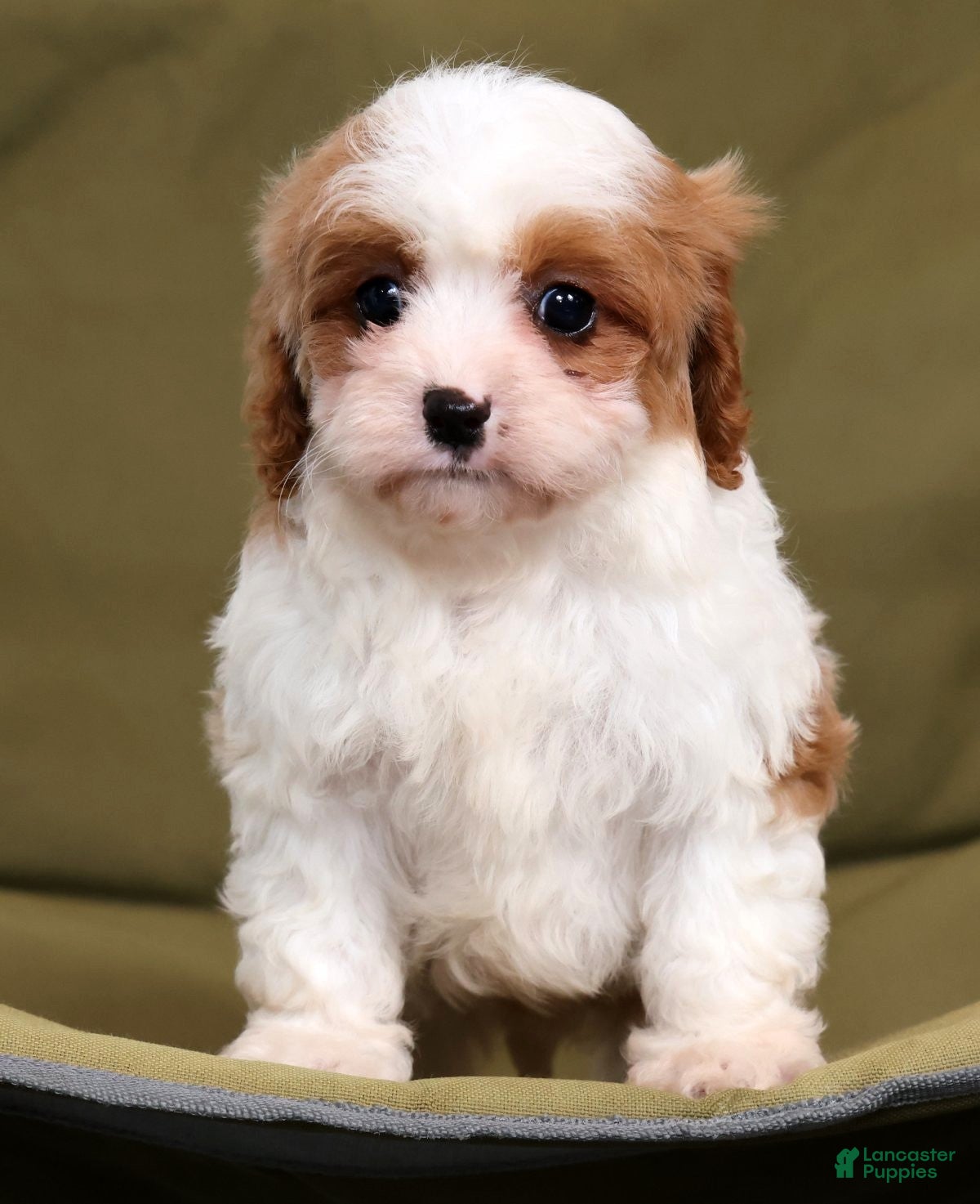 Cavapoo dogs Lance - Ad 2