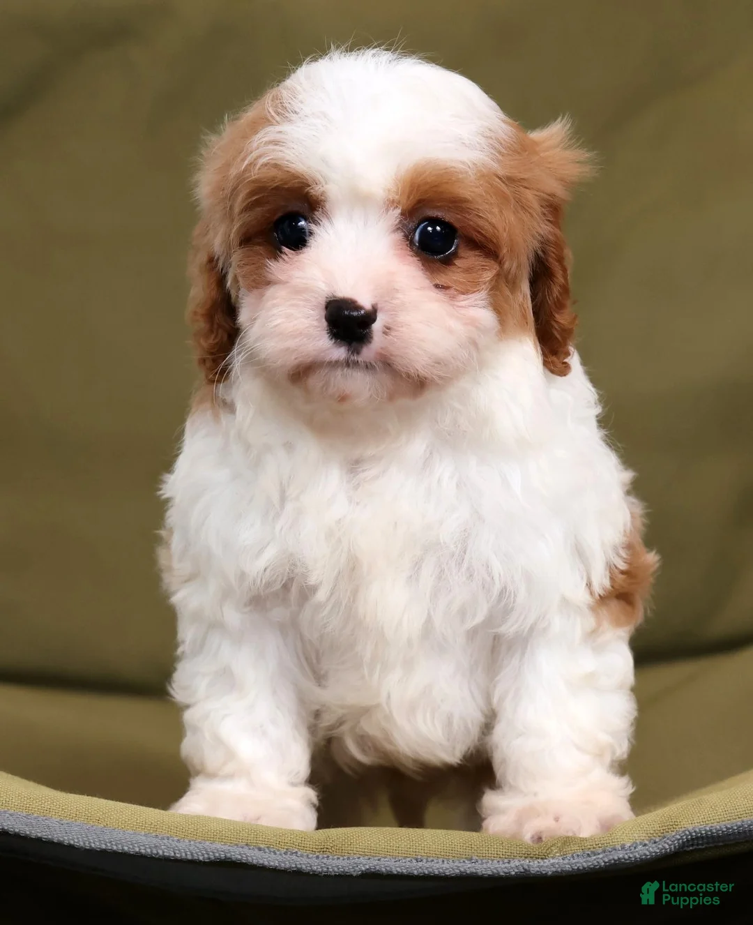 Cavapoo dogs for sale: Lance - Ad 2