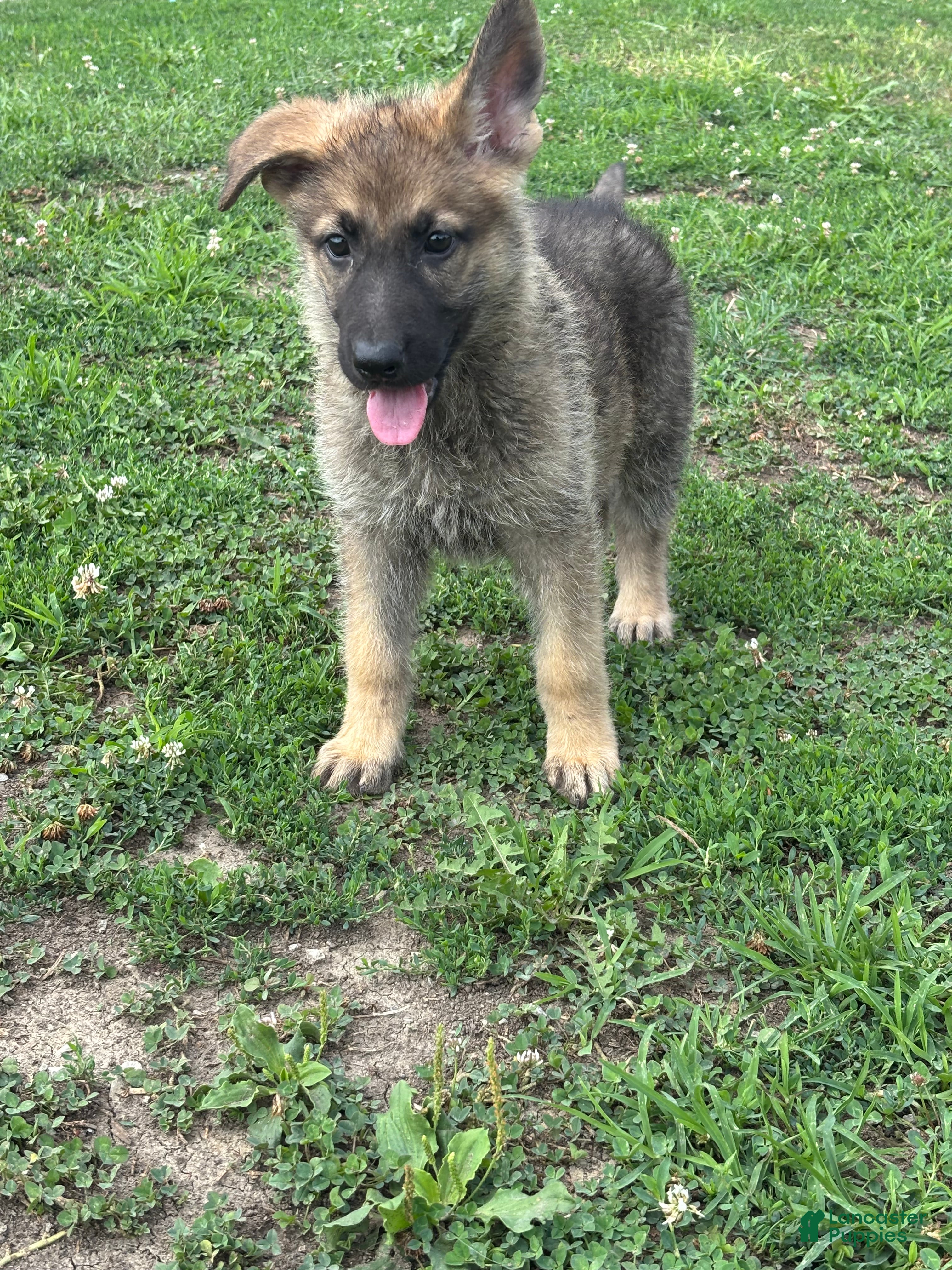 German Shepherd dogs German Shepherd 3 - Ad 1