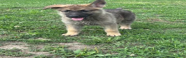 German Shepherd 3