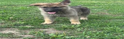 German Shepherd dogs for sale: German Shepherd 3 - Ad 1