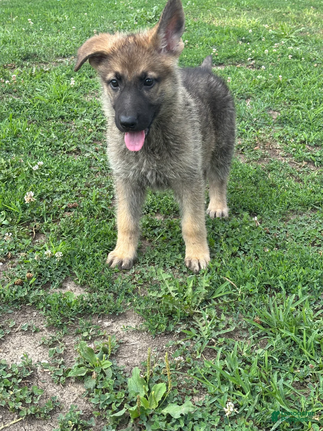 German Shepherd dogs for sale: German Shepherd 3 - Ad 1
