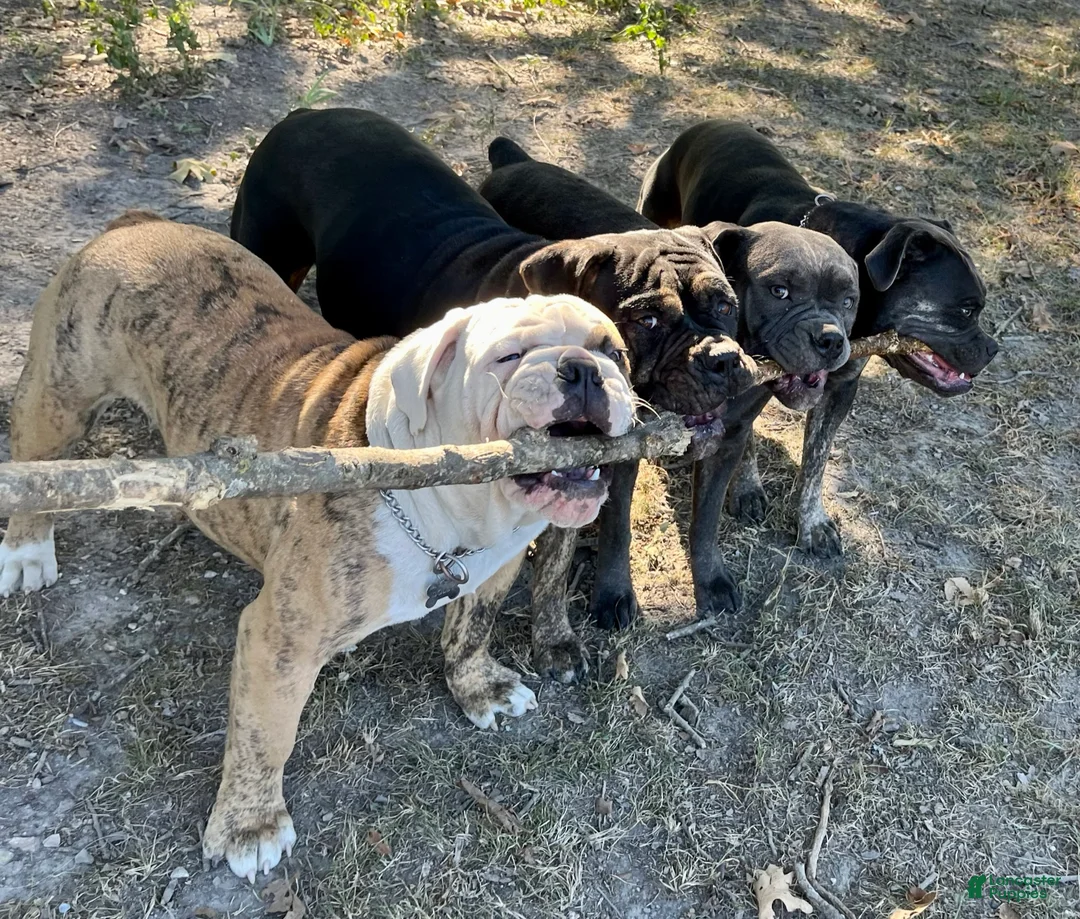 Gallery Image {{count}}