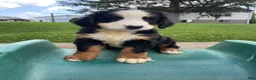 Bernese Mountain Dog dogs for sale: Callie - Ad 5