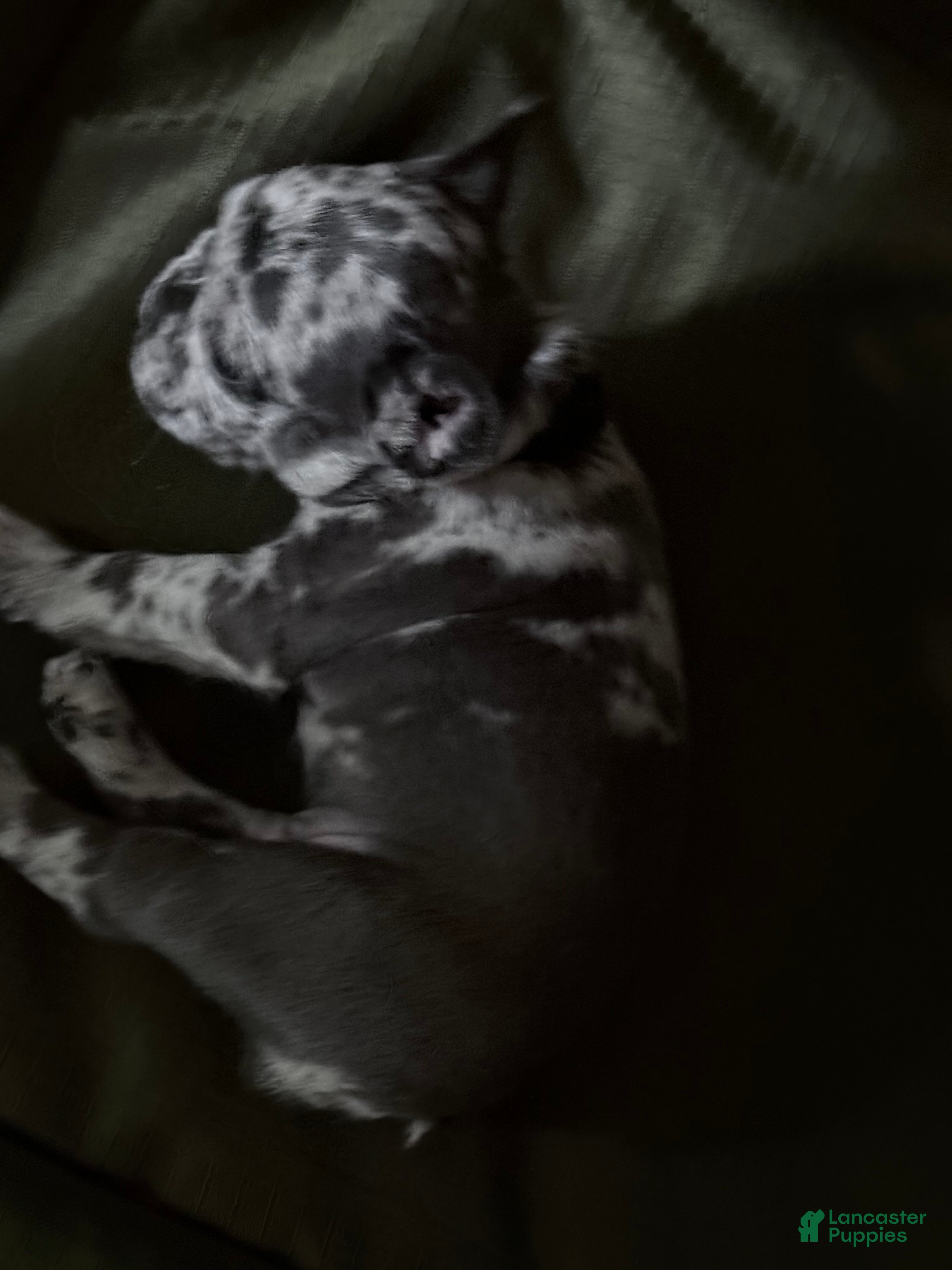 French Bulldog dogs French Bulldog 4 - Ad 1
