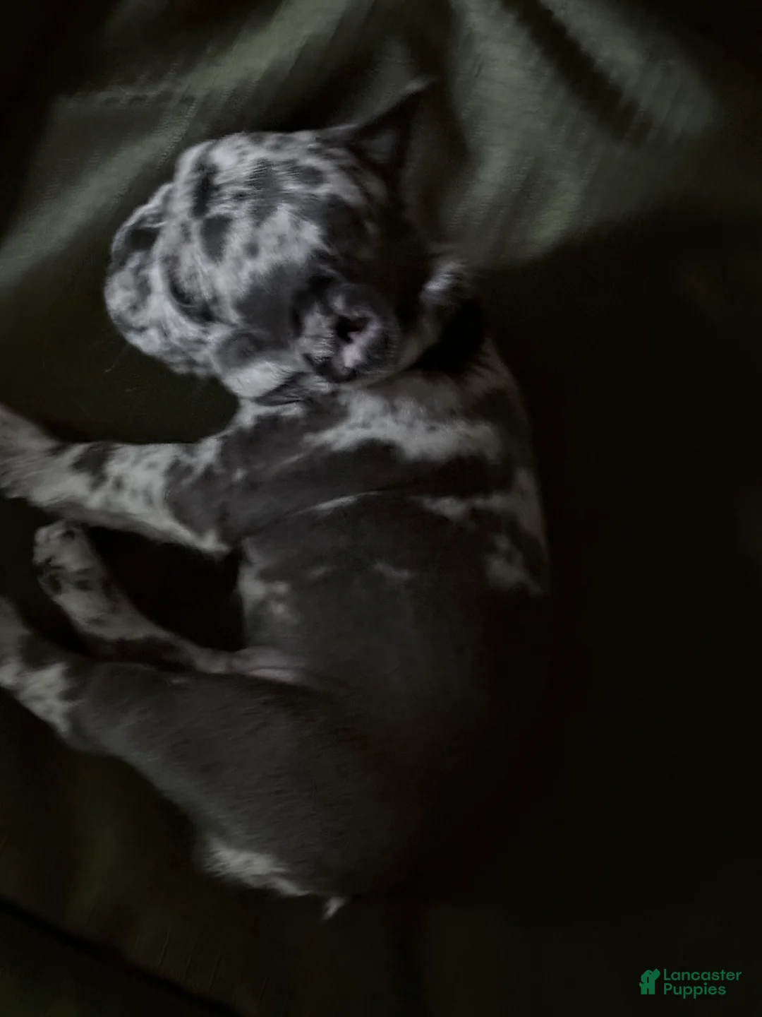 French Bulldog dogs for sale: French Bulldog 4 - Ad 1