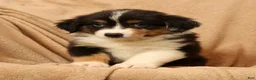 Miniature Australian Shepherd dogs for sale: Jade - Ad 7