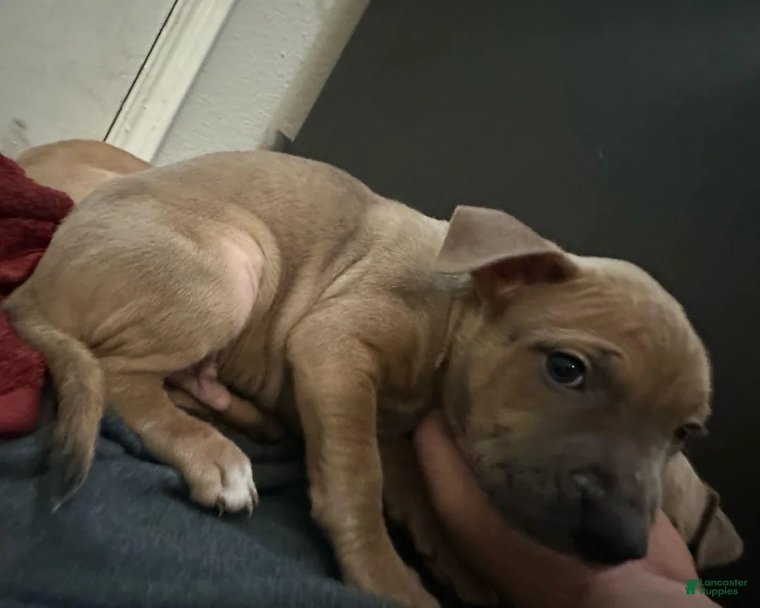 American Pit Bull Terrier dogs for sale: American Pit Bull Terrier Puppy 1 - Ad 1