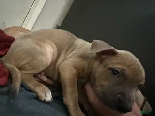 American Pit Bull Terrier dogs American Pit Bull Terrier Puppy 1 - Ad 1