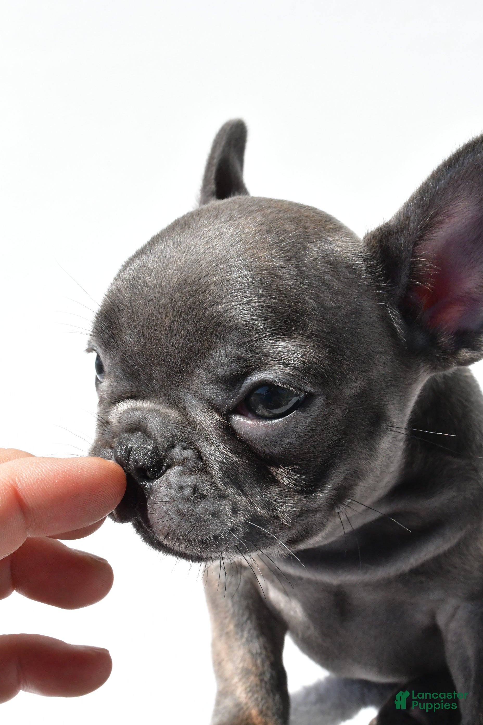 French Bulldog dogs Joey - Ad 2