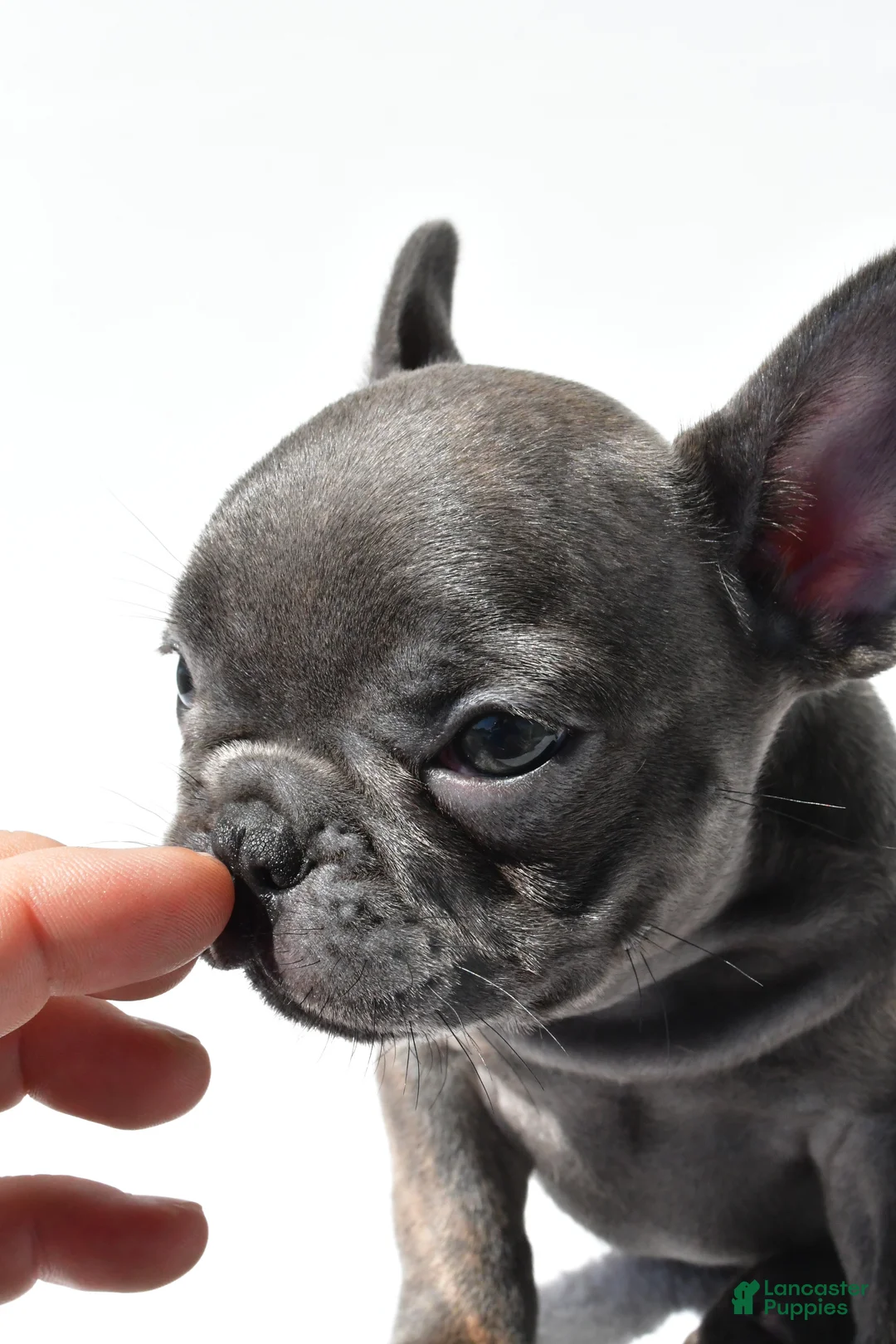French Bulldog dogs for sale: Joey - Ad 2