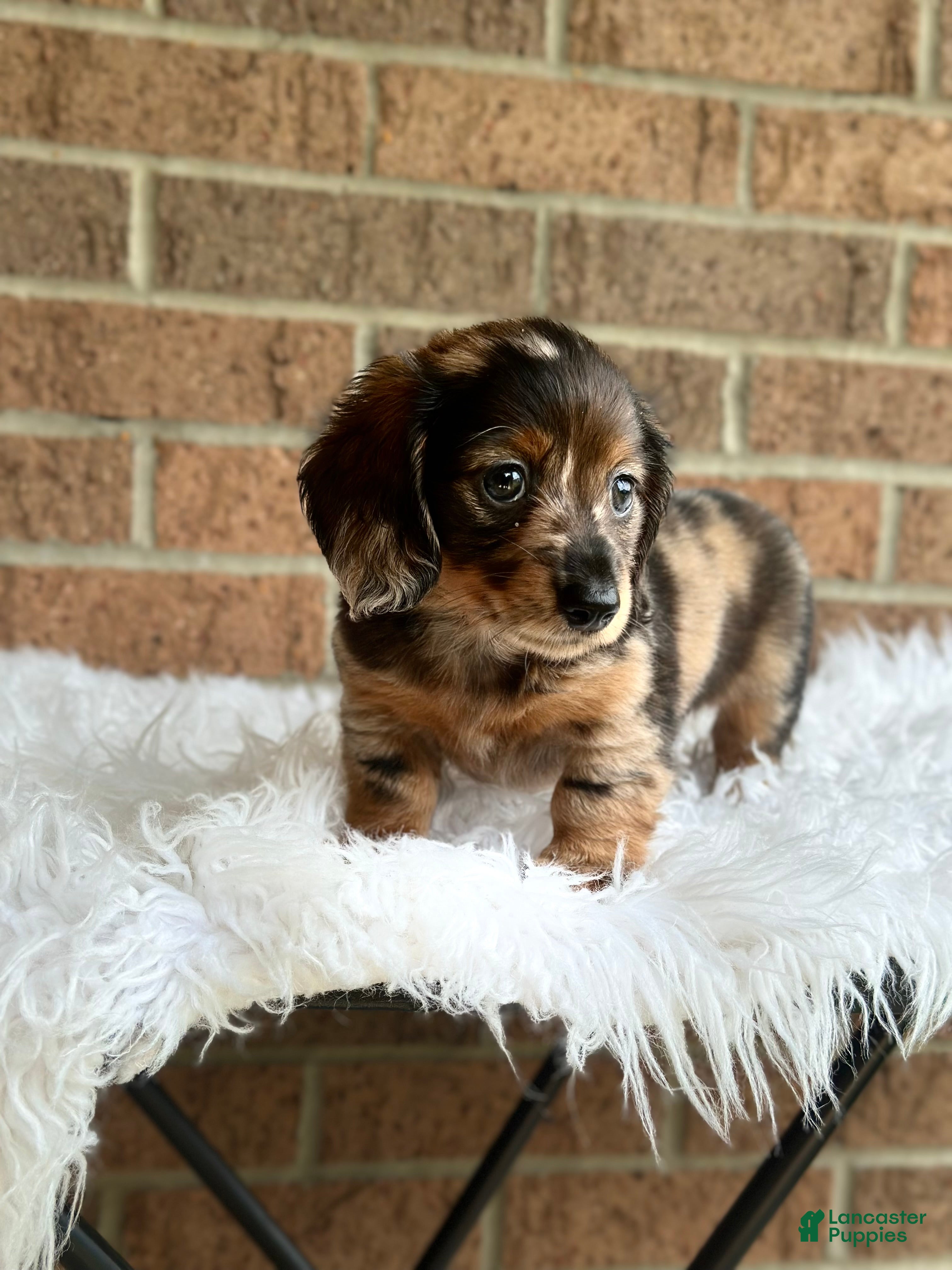 Miniature Dachshund dogs Toby - Ad 1