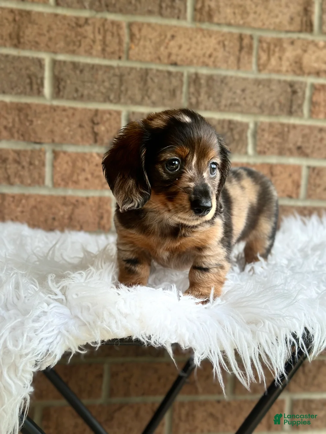 Miniature Dachshund dogs for sale: Toby - Ad 1
