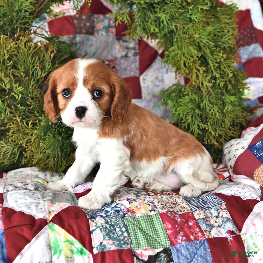Cavalier King Charles Spaniel dogs for sale: Cinnamon Roll - Ad 2