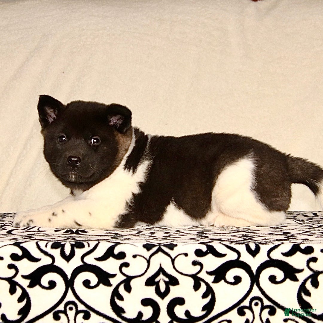 Akita dogs for sale: Adeline - Ad 3
