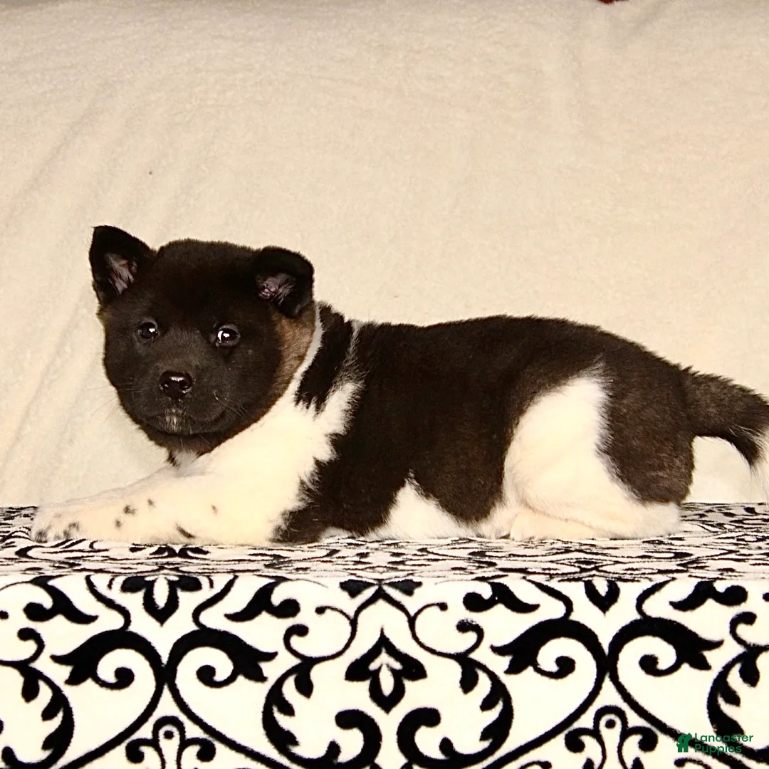 Akita dogs for sale: Adeline - Ad 3