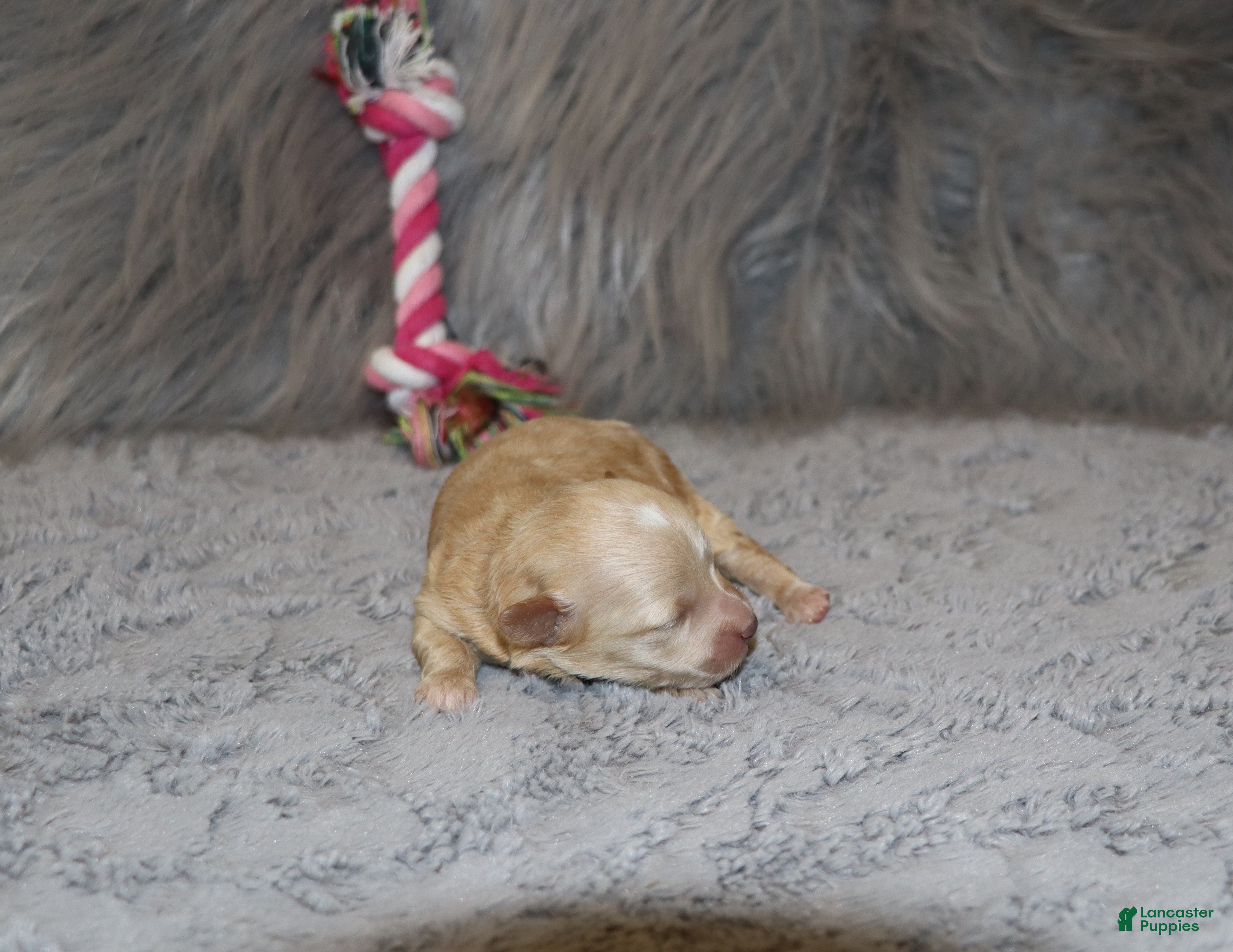 Havapoo dogs Family Companion 👨‍👨‍👧‍👦💞🐕B - Ad 1