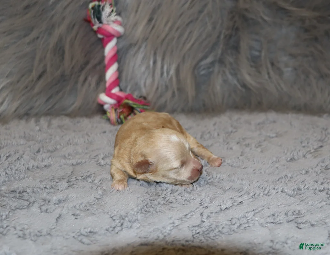 Havapoo dogs for sale: Family Companion 👨‍👨‍👧‍👦💞🐕B - Ad 1