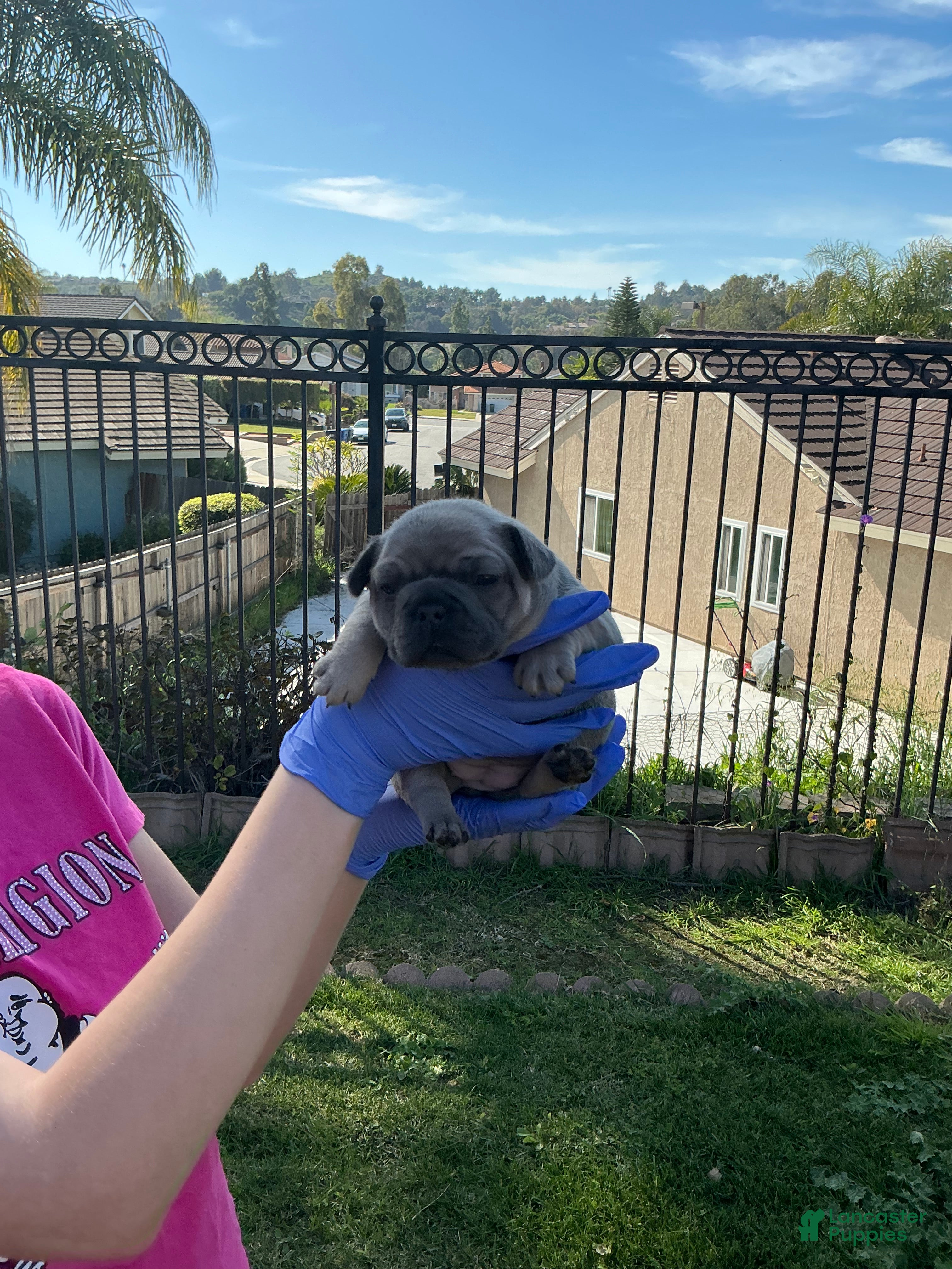 French Bulldog dogs French Bulldog Puppy 4 - Ad 27