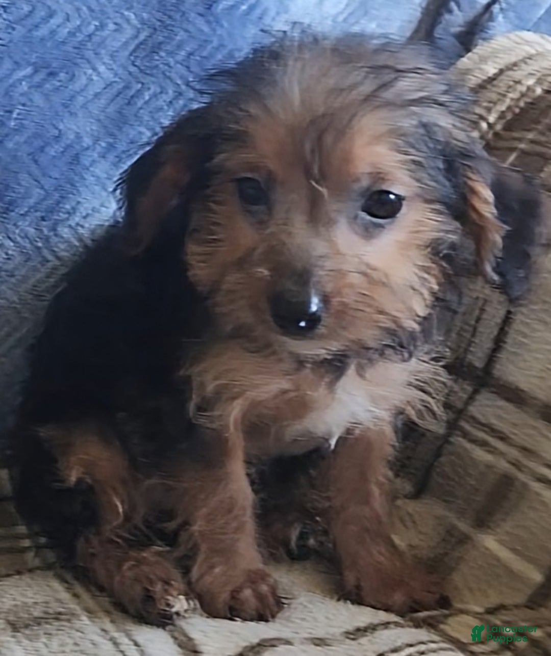 Mixed Breed dogs for sale: Mable - Ad 12