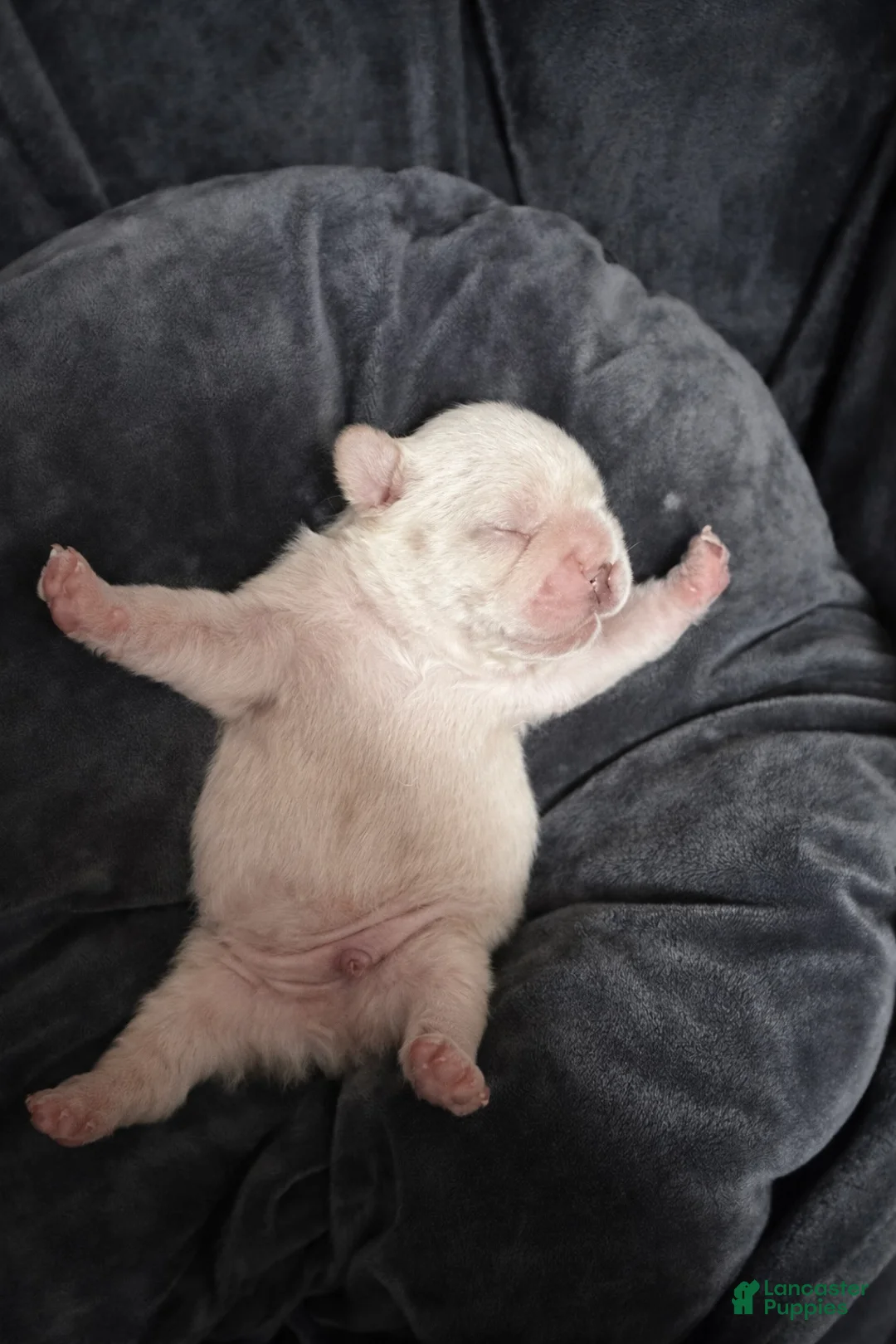 French Bulldog dogs for sale: Lucia - Ad 20