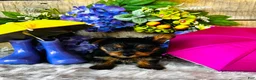 Yorkshire Terrier dogs for sale: GiGi - Ad 3