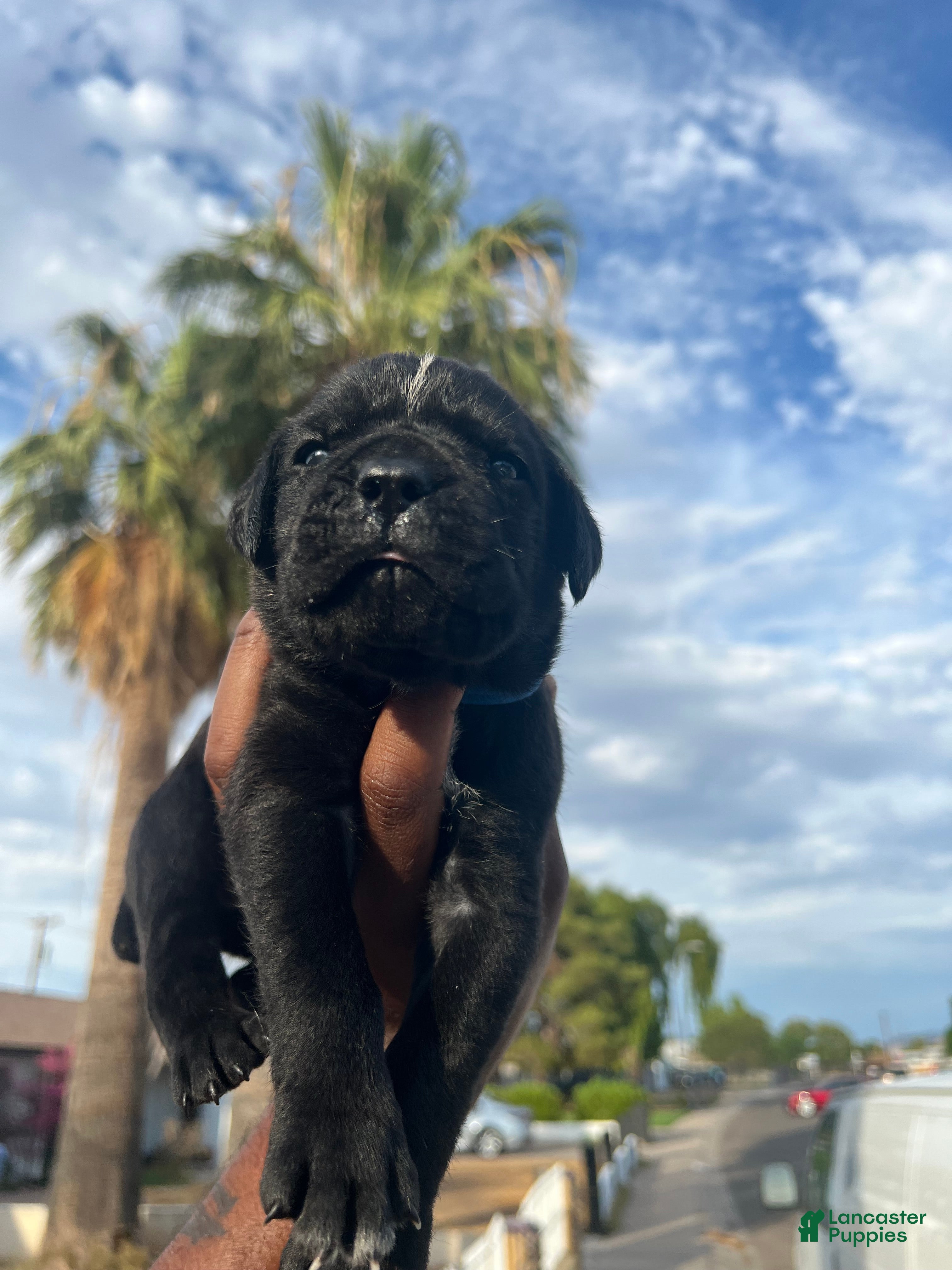 Cane Corso dogs Arthur (bolt) - Ad 2