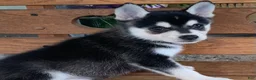 Alaskan Klee Kai dogs for sale: Storm - Toy Size Mini Husky Boy - Ad 3