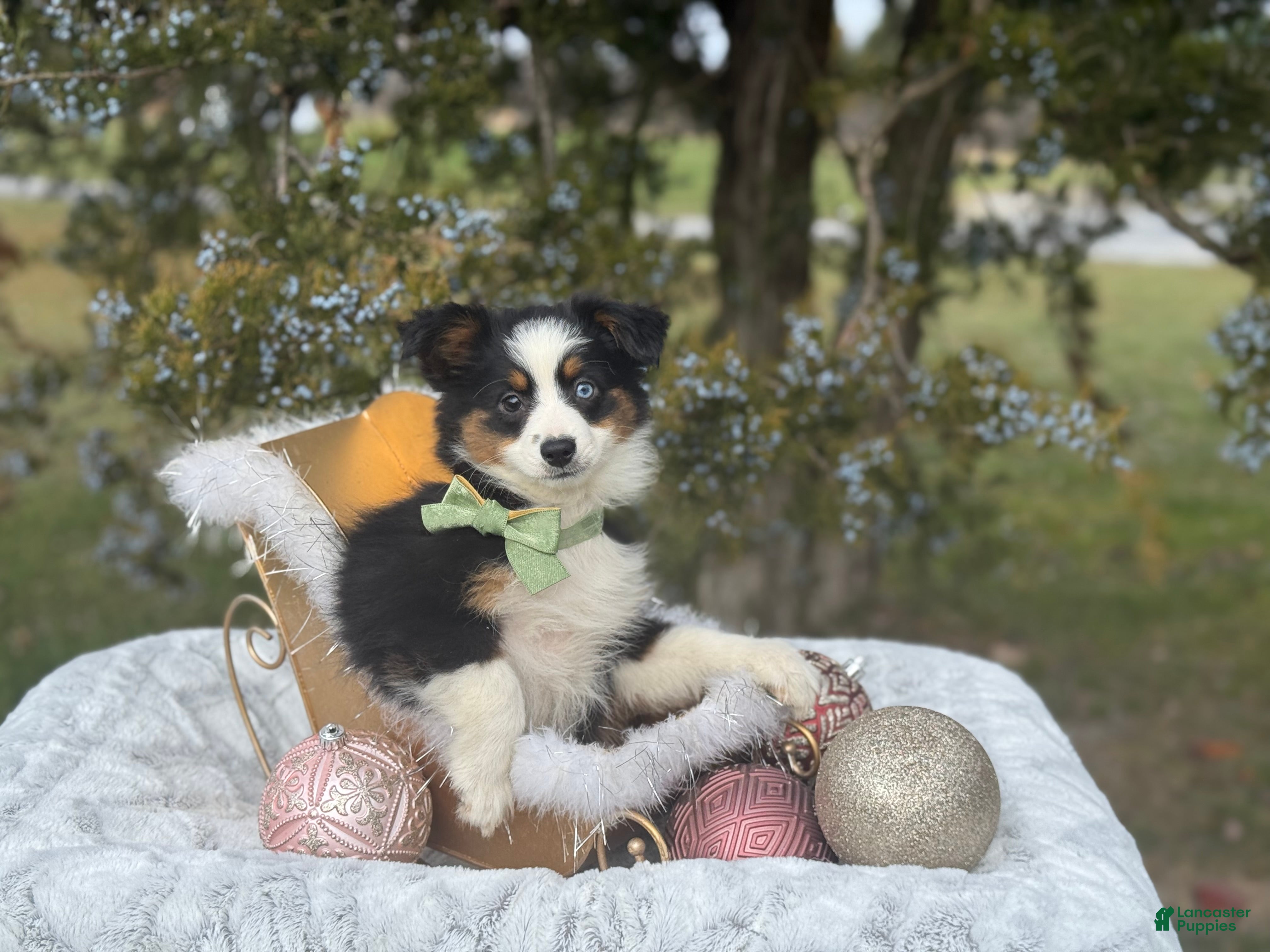 Miniature Australian Shepherd dogs Tango - Ad 2