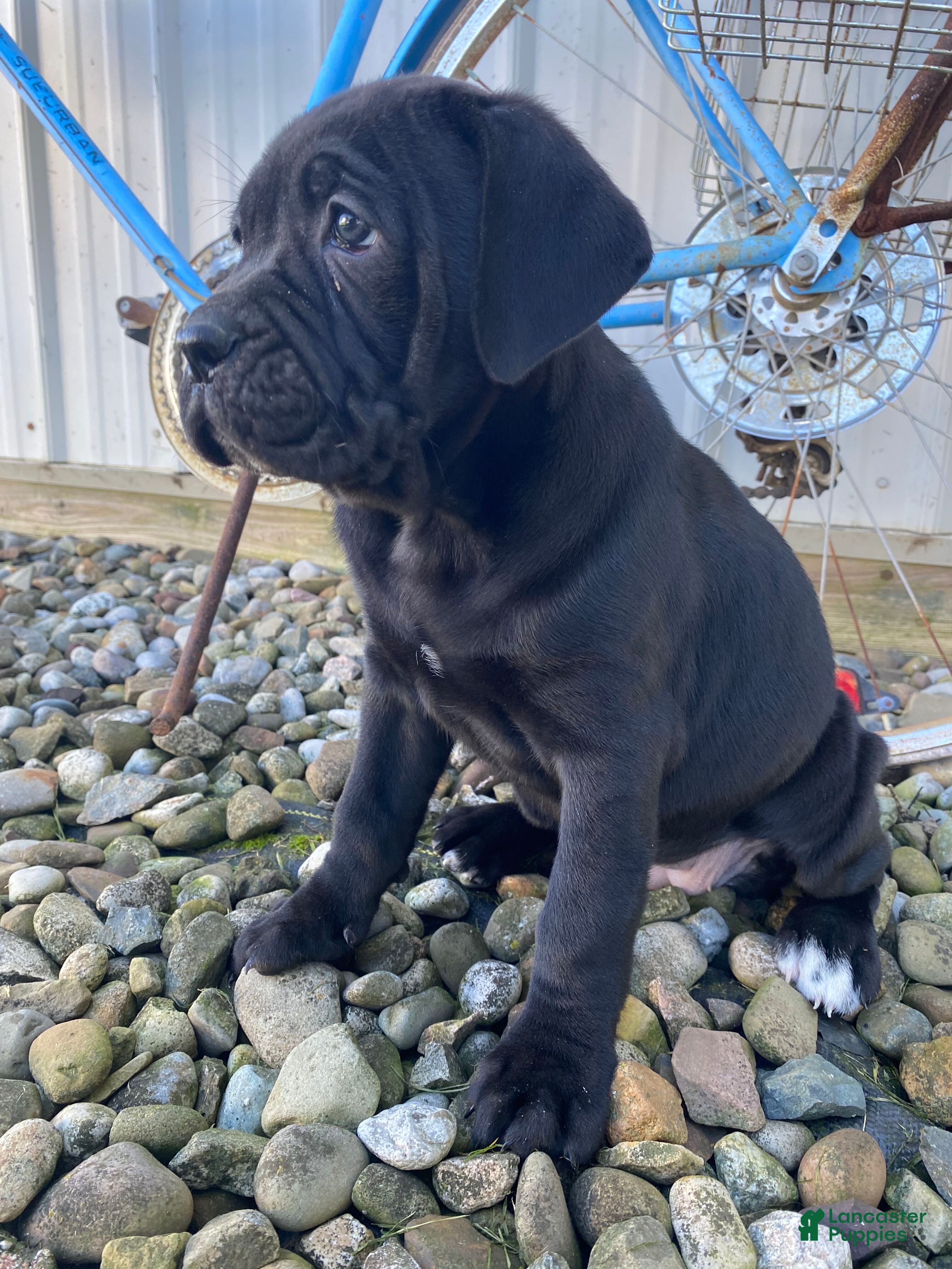 Cane Corso dogs Jessica - Ad 2