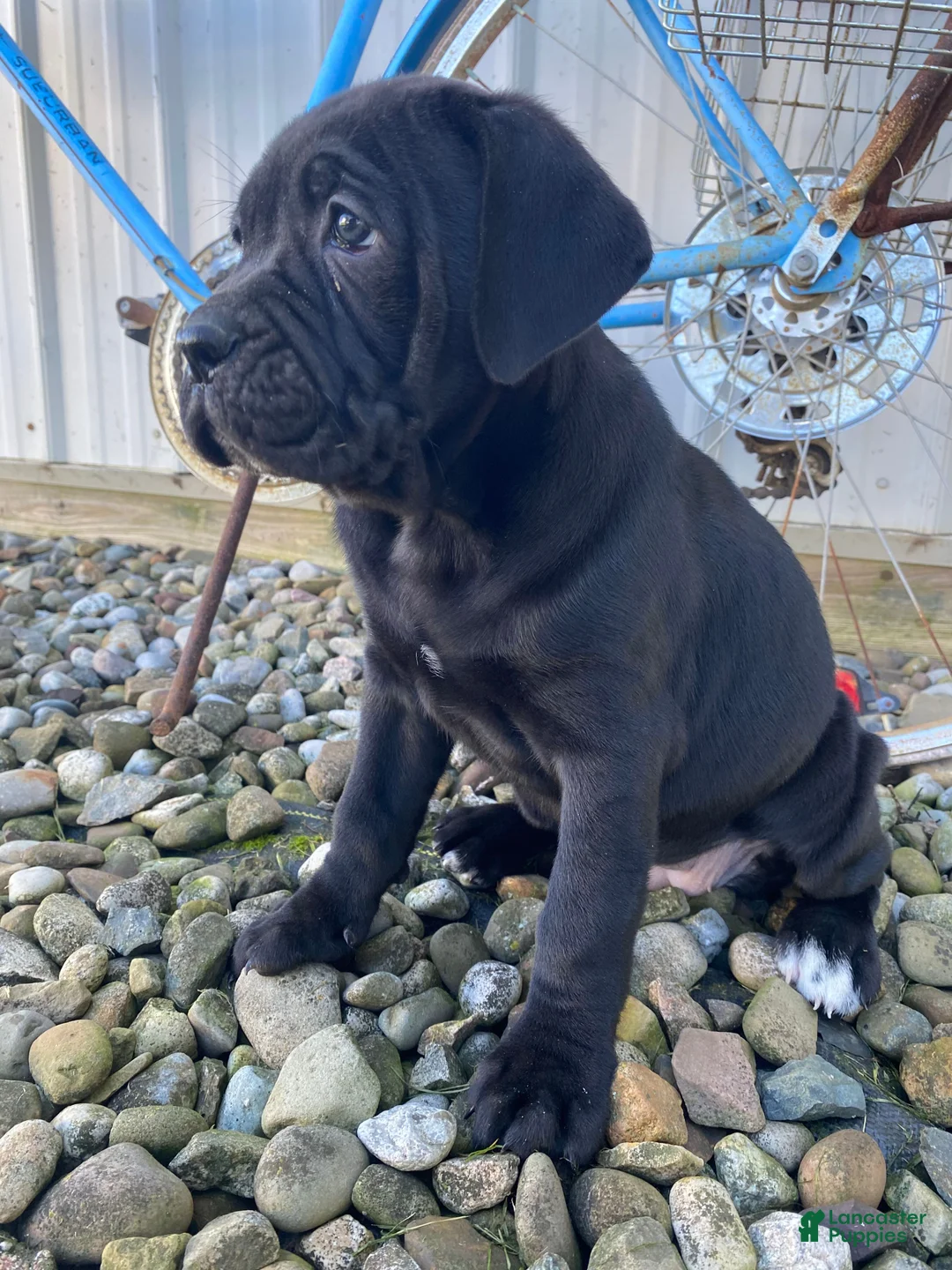Cane Corso dogs for sale: Jessica - Ad 2