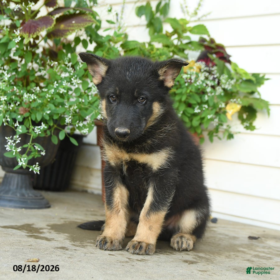 Gerberian Shepsky dogs Tyson - Ad 2