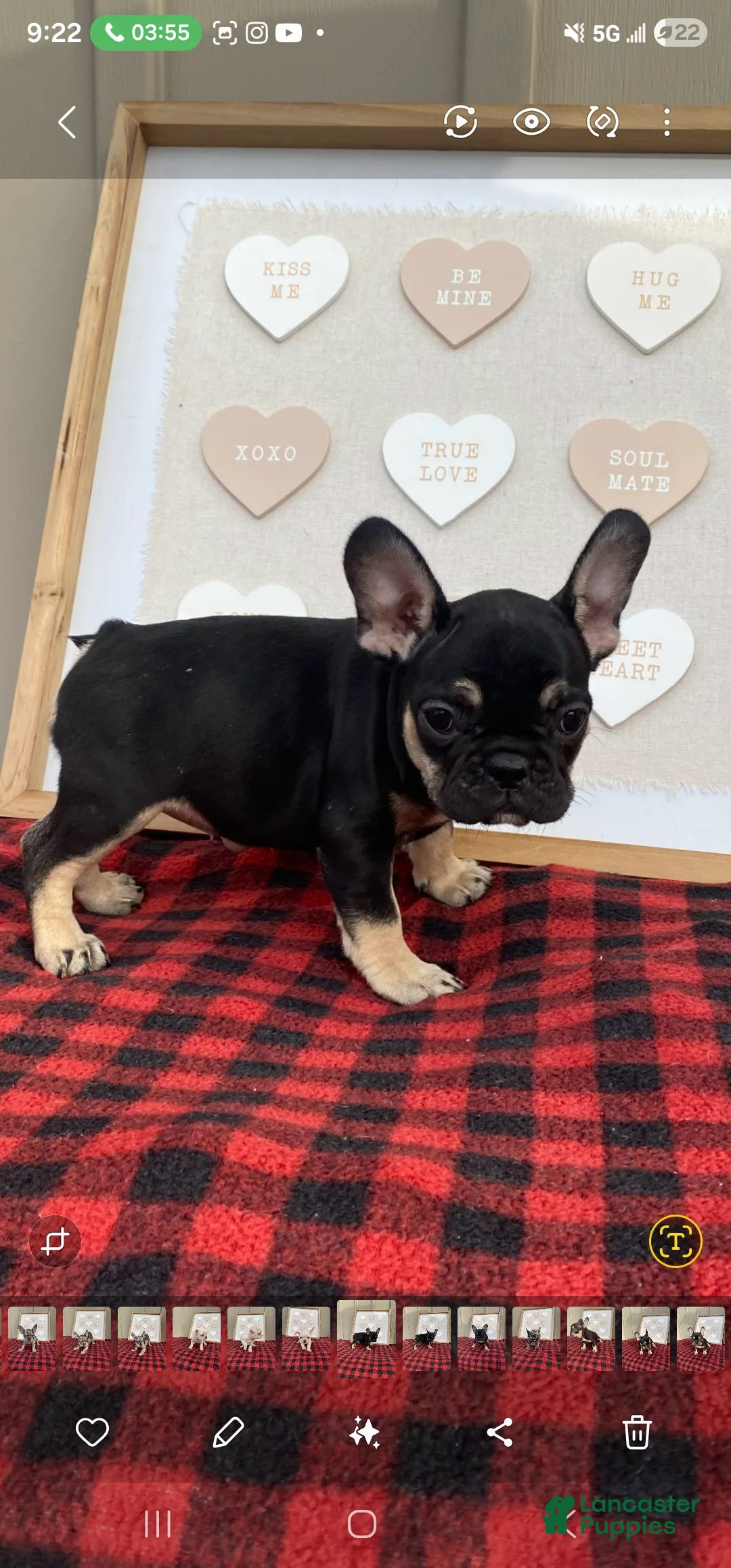 French Bulldog dogs for sale: French Bulldog Puppy 3 - Ad 2