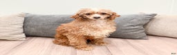 Miniature Poodle dogs for sale: Oreo - Ad 6