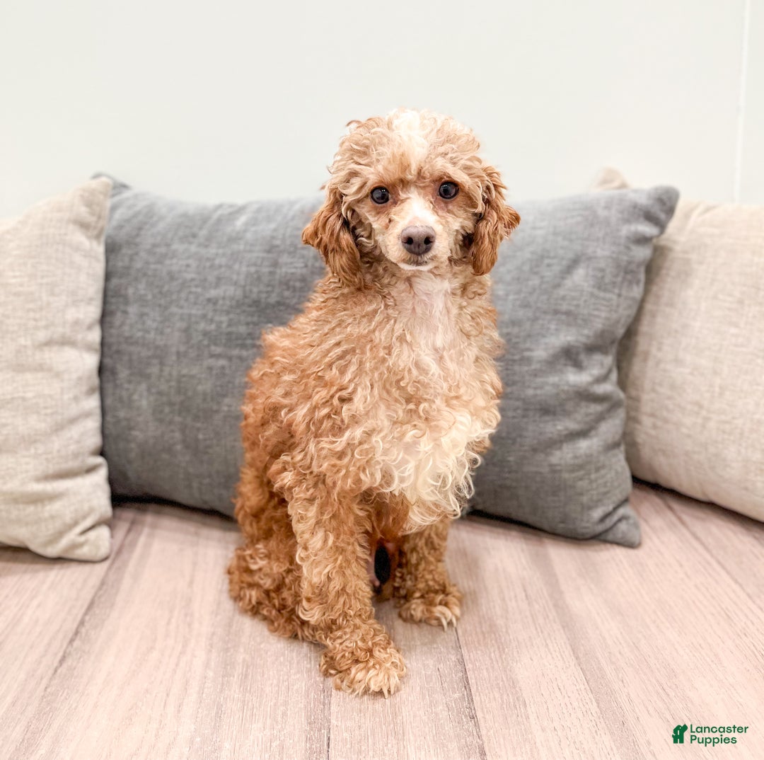 Miniature Poodle dogs for sale: Oreo - Ad 6